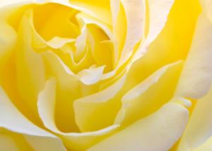 yellow-rose-svetlana-sewell