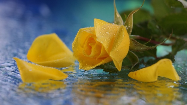 yellow-rose-water