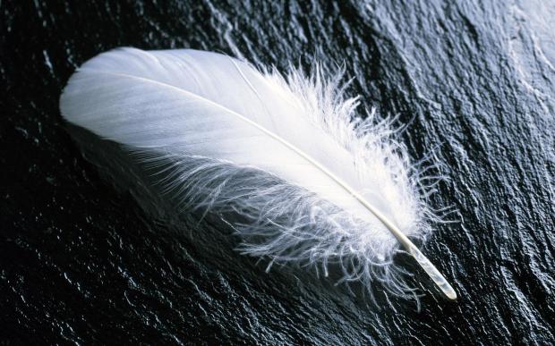 white_feather_widescreen