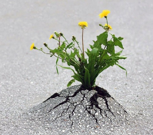 even-a-tiny-flower-is-able-to-crack-concrete-2-500x442